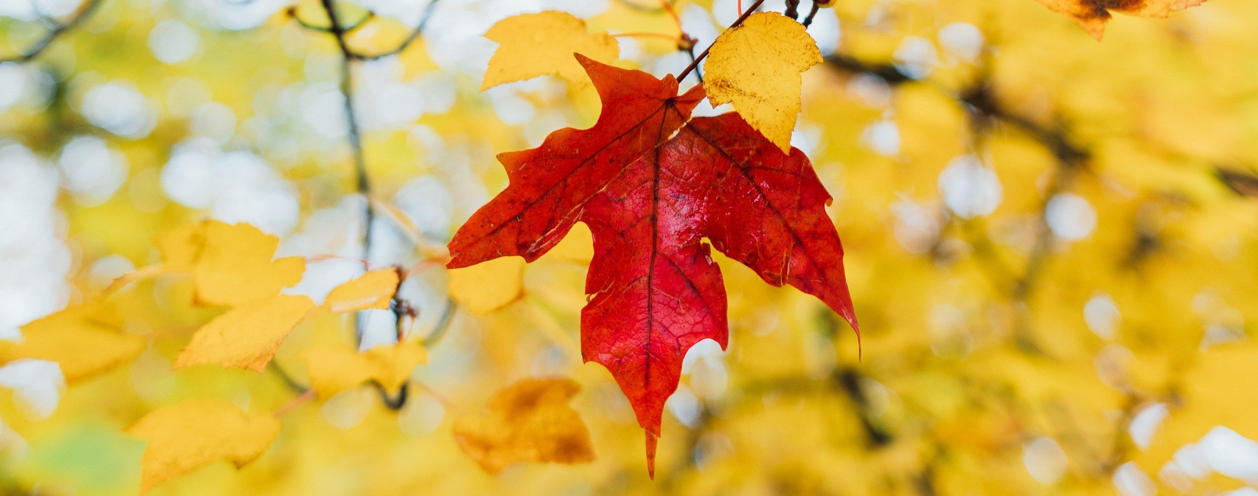 a red leaf among yellow leaves
